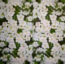 337 Flowers Others - 1-ply - CS